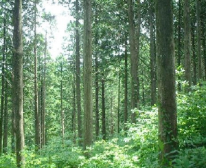 Sugi｜Cryptomeria japonica trees