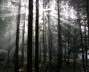 Sugi｜Cryptomeria japonica trees