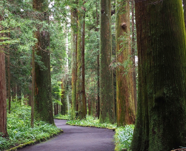 Sugi｜Cryptomeria japonica trees